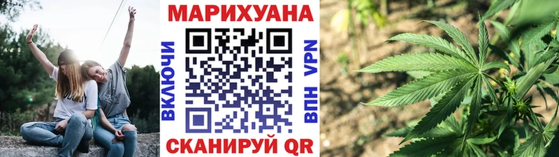 Конопля сатива  закладка  Шлиссельбург 